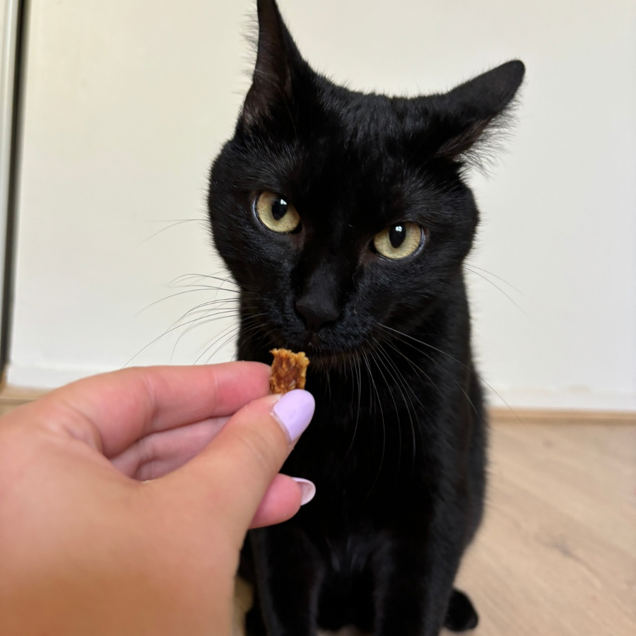 Friandises de Récompense pour Chiens