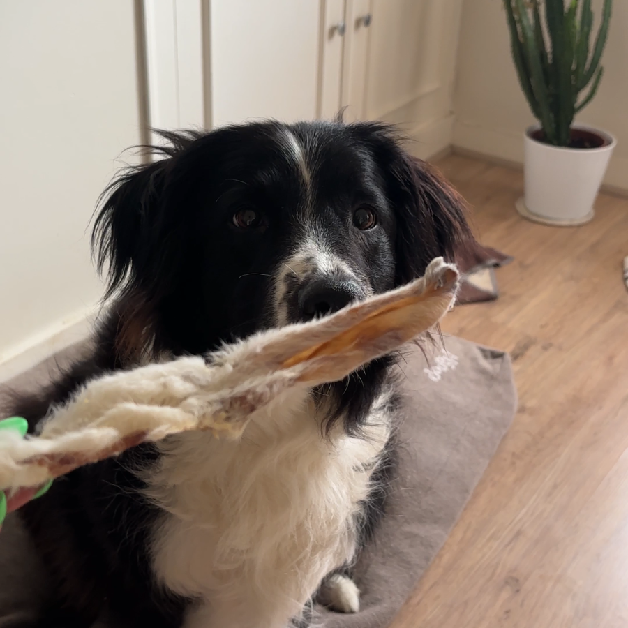 Box de mastication petit chien – Moins de 10 kg