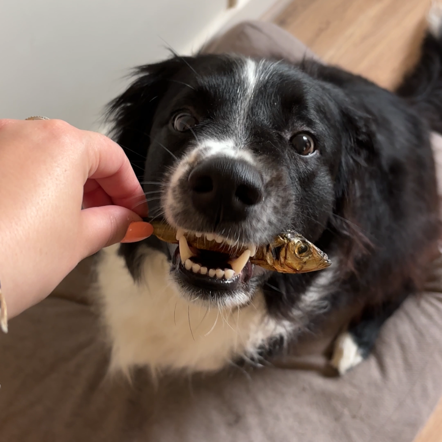 Box de mastication chiot – De 4 à 8 mois