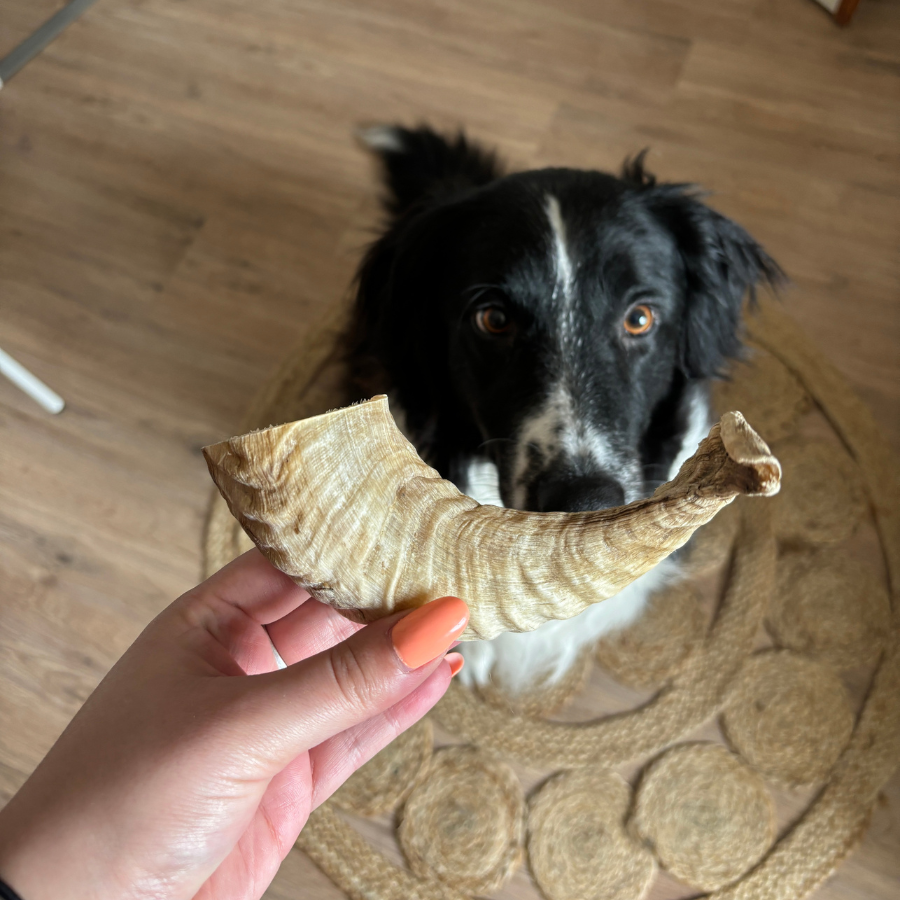 Box de mastication "Petit chien"
