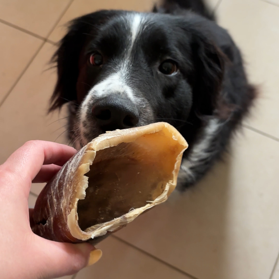 Box de mastication à partager 🐶 & 🐱