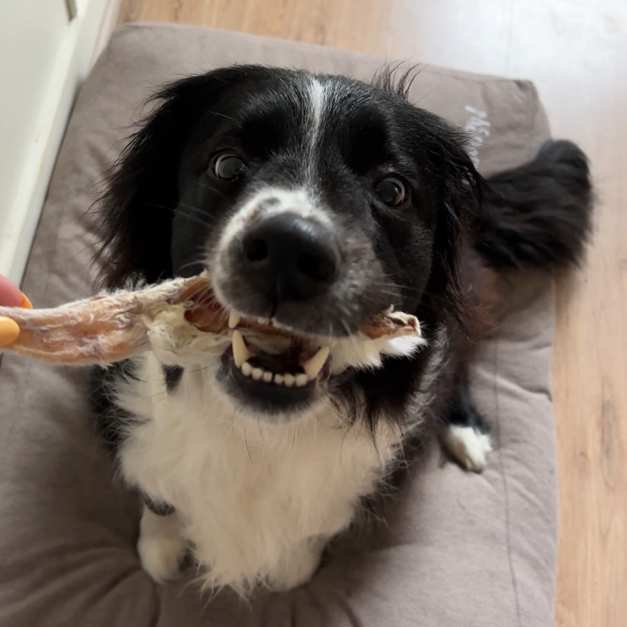 Box de mastication chiot – Dès 3 mois
