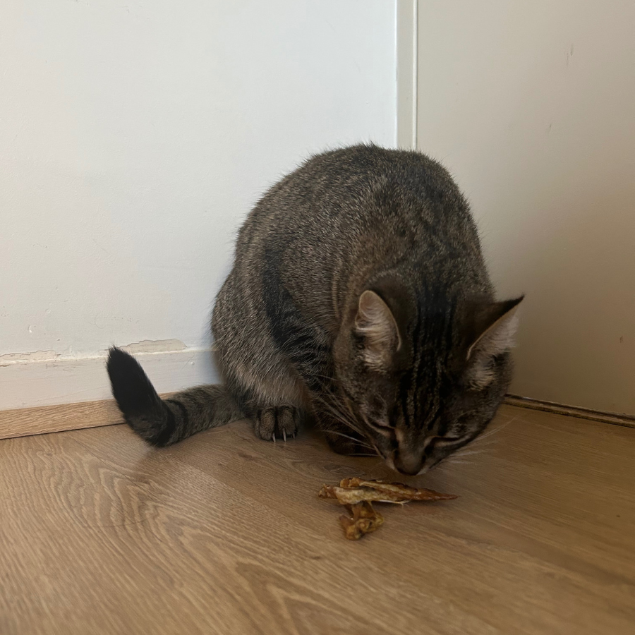 Box de mastication à partager 🐶 & 🐱