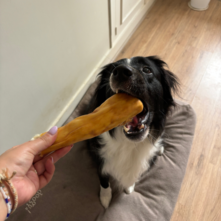 Box de mastication chiot - Dès 2 mois