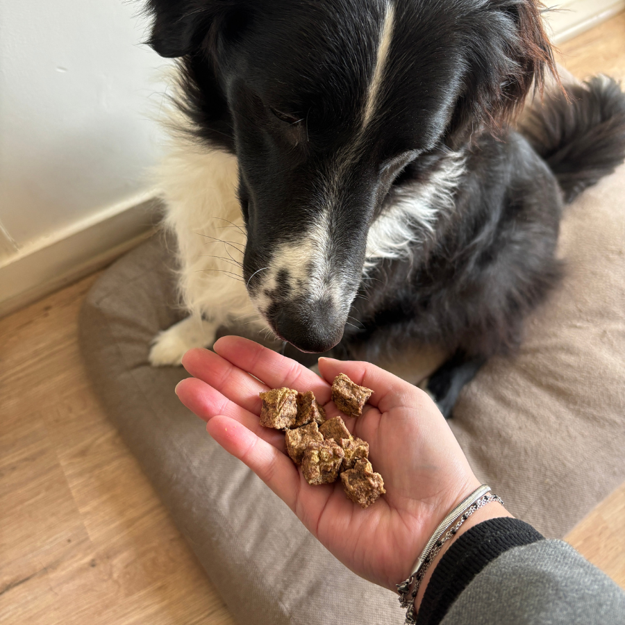 Box de mastication "Petit chien"
