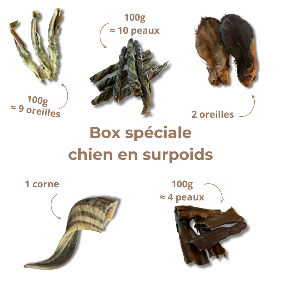 Box Spéciale "Chien en Surpoids"