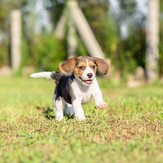 Le suivi naturel chez le chiot