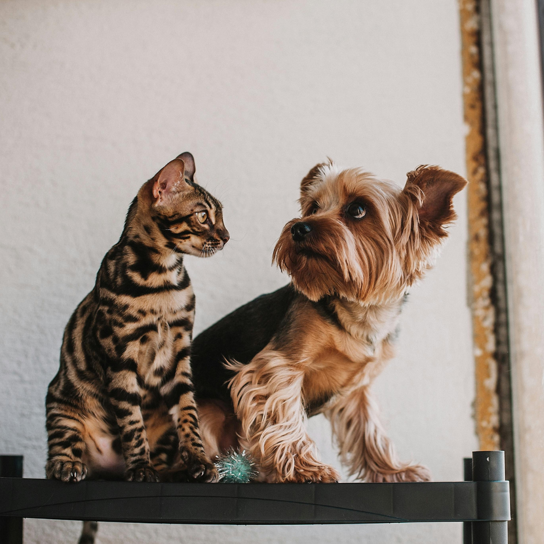 Quel jouet laisser à mon chien/chat pendant mon absence ?