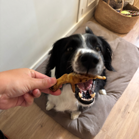 Quelle mastication donner à un chiot de 3 mois ?