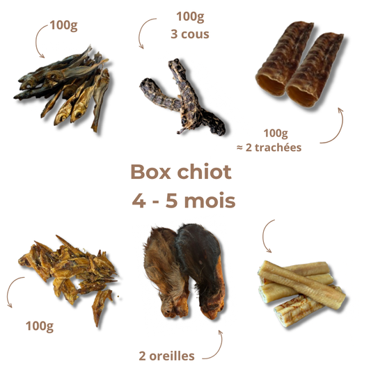 Box de mastication chiot - De 4 à 5 mois
