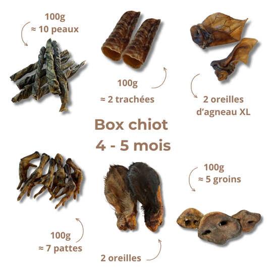 Box de mastication chiot - De 4 à 5 mois