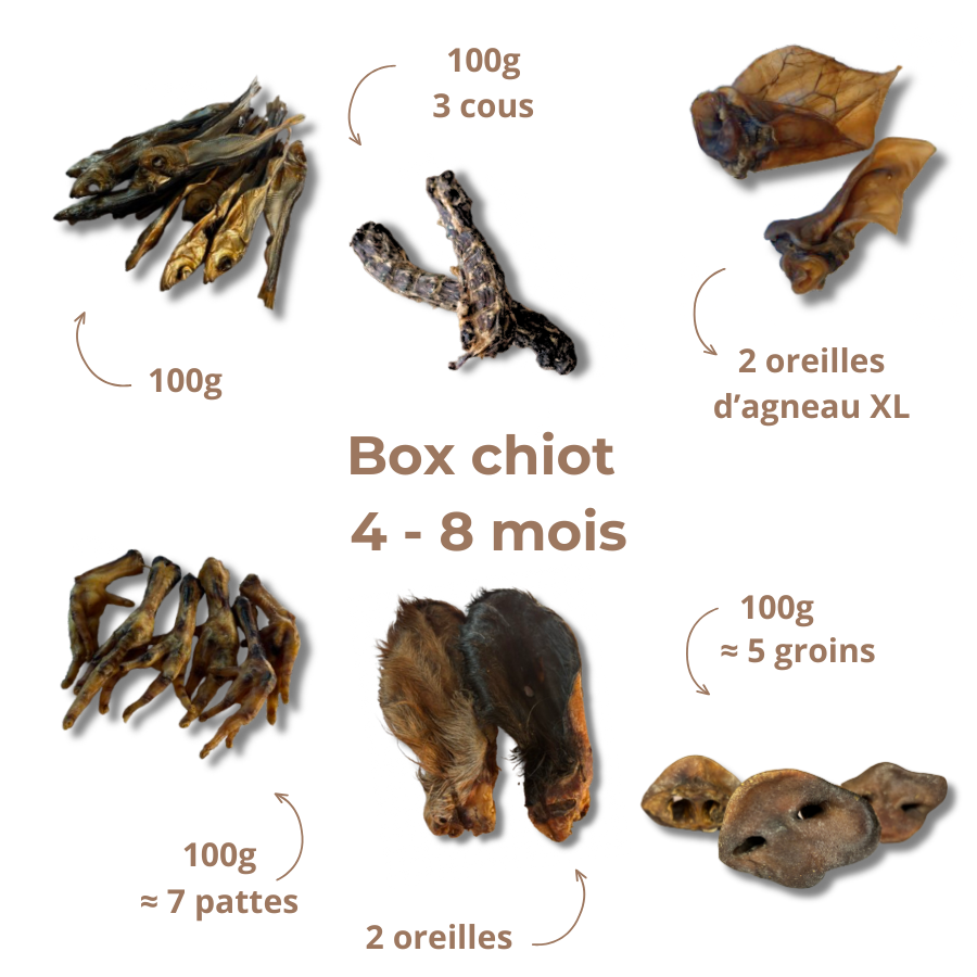 Box de mastication chiot – De 4 à 8 mois