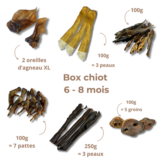 Box de mastication chiot - De 6 à 8 mois