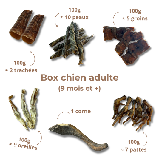 Box de mastication chien adulte – Dès 9 mois