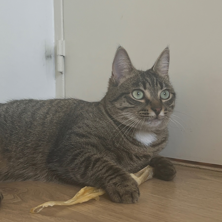 Box de Noël / Calendrier de l’Avent pour Chat 🎄🎅🏻