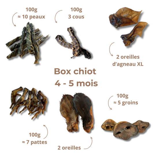 Box de mastication chiot - De 4 à 5 mois
