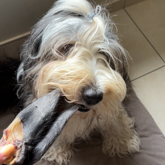 Oreille de Bœuf avec Poils : Mastication Moyenne Durée Chien