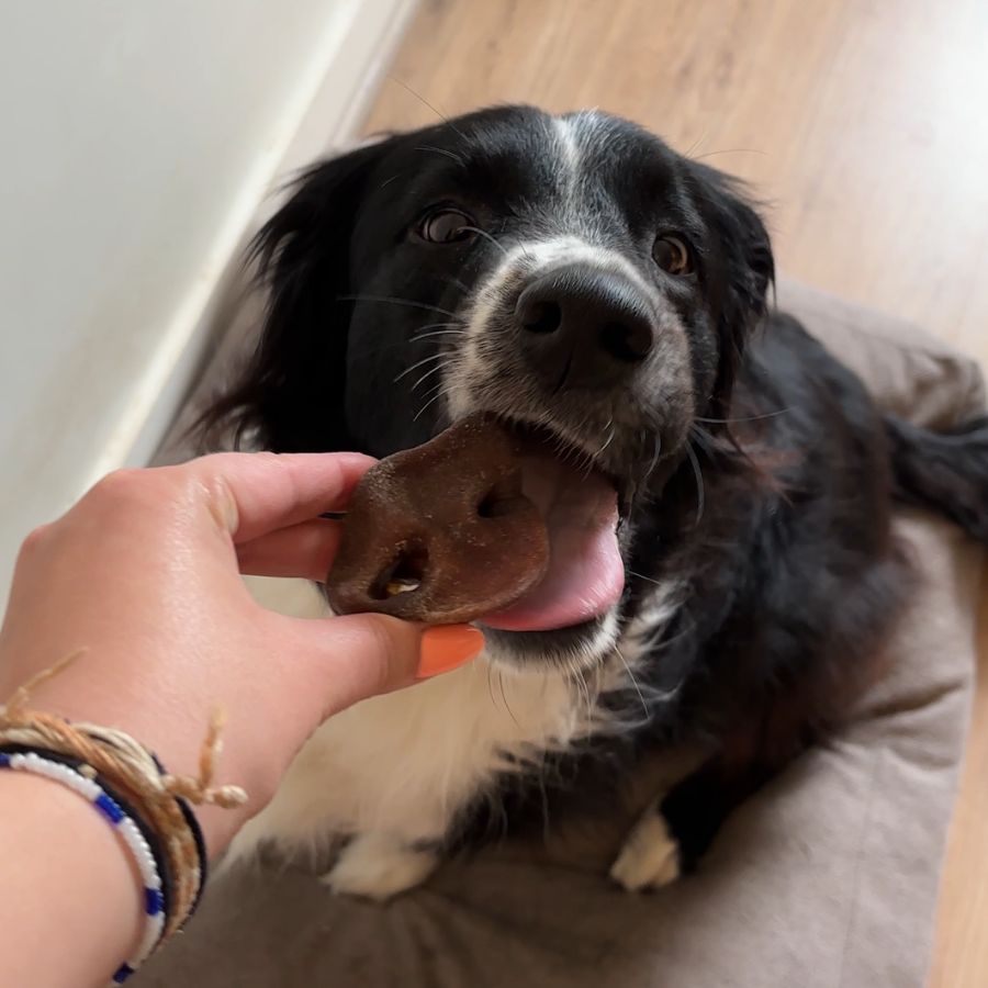 Box Découverte Mastication Naturelle pour Chiens Adultes