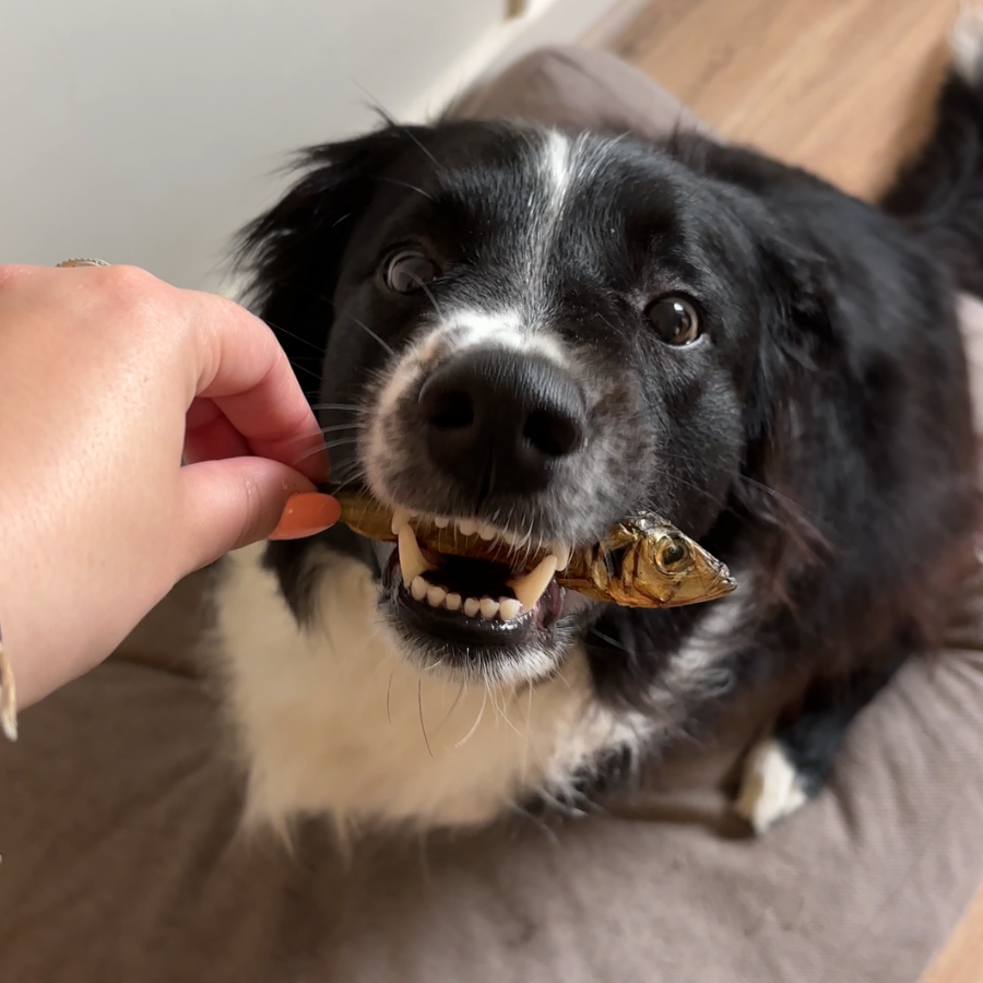 Dehydrated Sprats - The Treat for Dogs and Cats