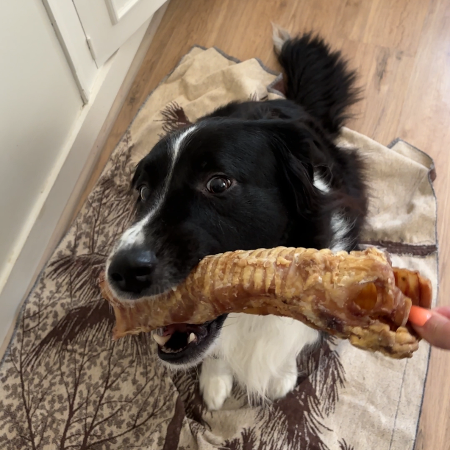 Beef Trachea XL - Long Chew Dog