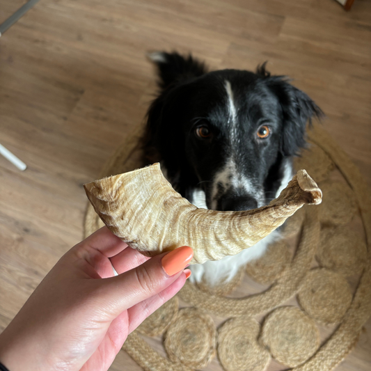 Sheep horn - Long chew for dogs