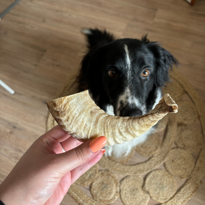 Natural Chew Discovery Box for Adult Dogs