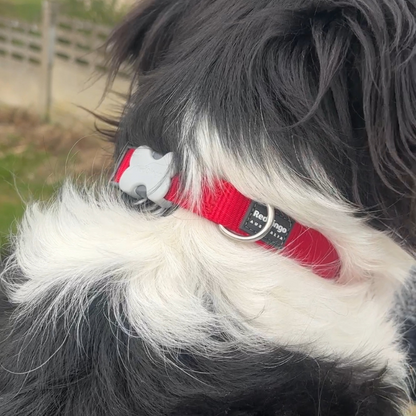 Collier Réglable pour Chiot et Chien