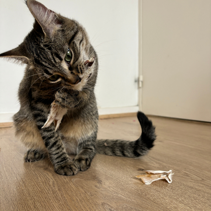 Box de Mastication pour Chat