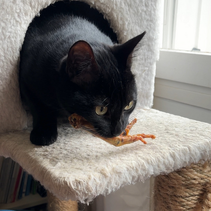 Chewing Box for Cats