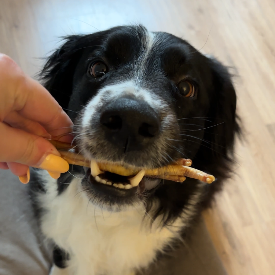 Box de mastication "Petit chien"