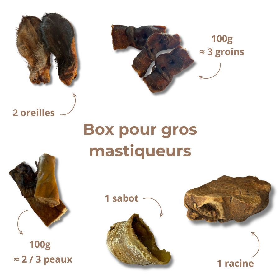 Box de Mastication "Gros Mastiqueur" - Pour les Mâcheurs Acharnés