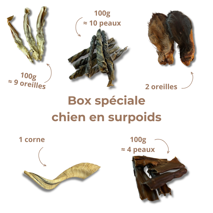 Box Spéciale "Chien en Surpoids"