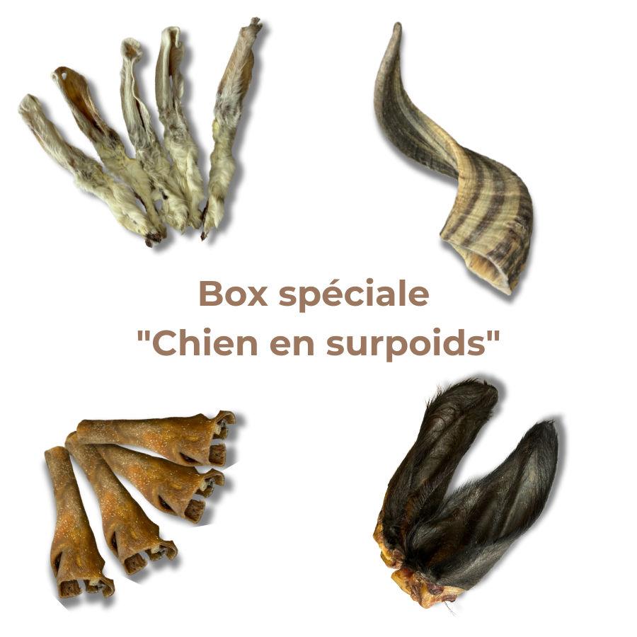 Box Spéciale "Chien en Surpoids"