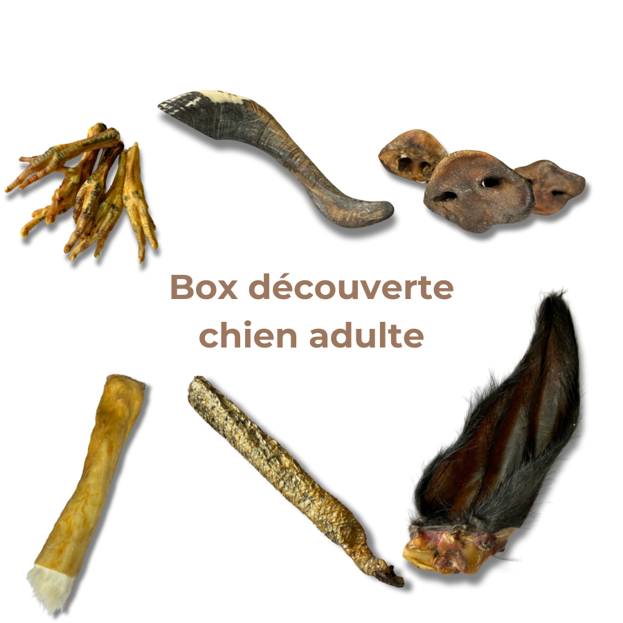 Box Découverte Mastication Naturelle pour Chiens Adultes