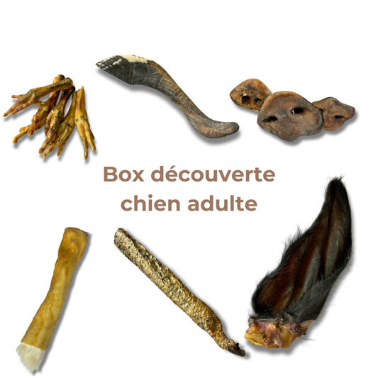 Box Découverte Mastication Naturelle pour Chiens Adultes