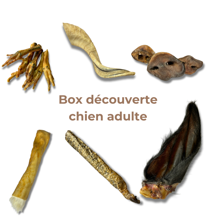 Box Découverte Mastication Naturelle pour Chiens Adultes