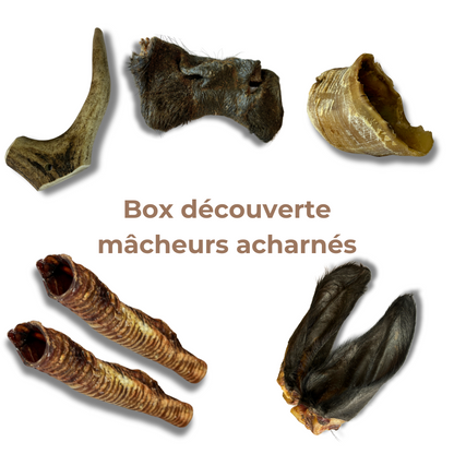 Box de Mastication "Gros Mastiqueur" - Pour les Mâcheurs Acharnés