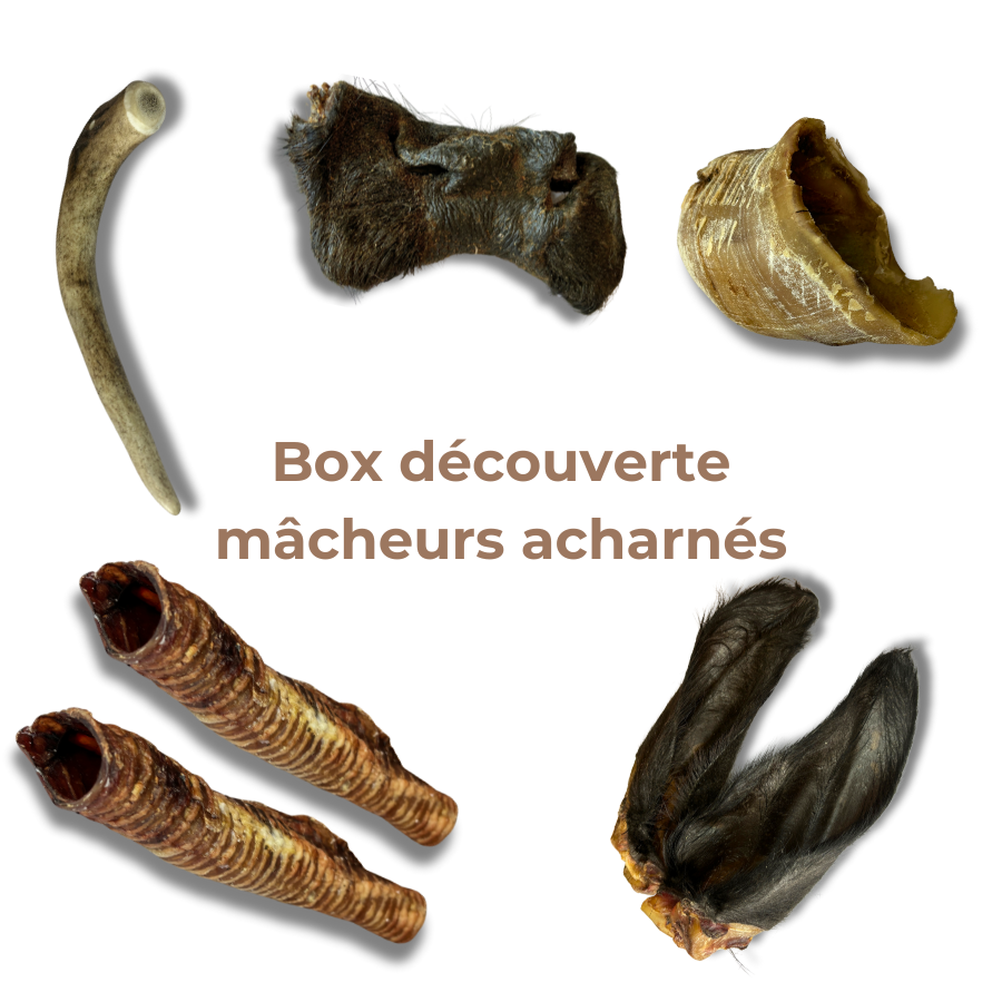 Box de Mastication "Gros Mastiqueur" - Pour les Mâcheurs Acharnés