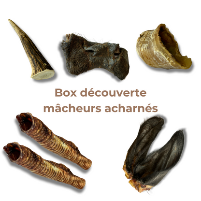 Box de Mastication "Gros Mastiqueur" - Pour les Mâcheurs Acharnés