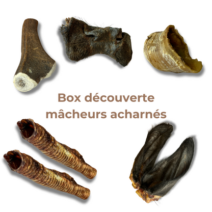 Box de Mastication "Gros Mastiqueur" - Pour les Mâcheurs Acharnés