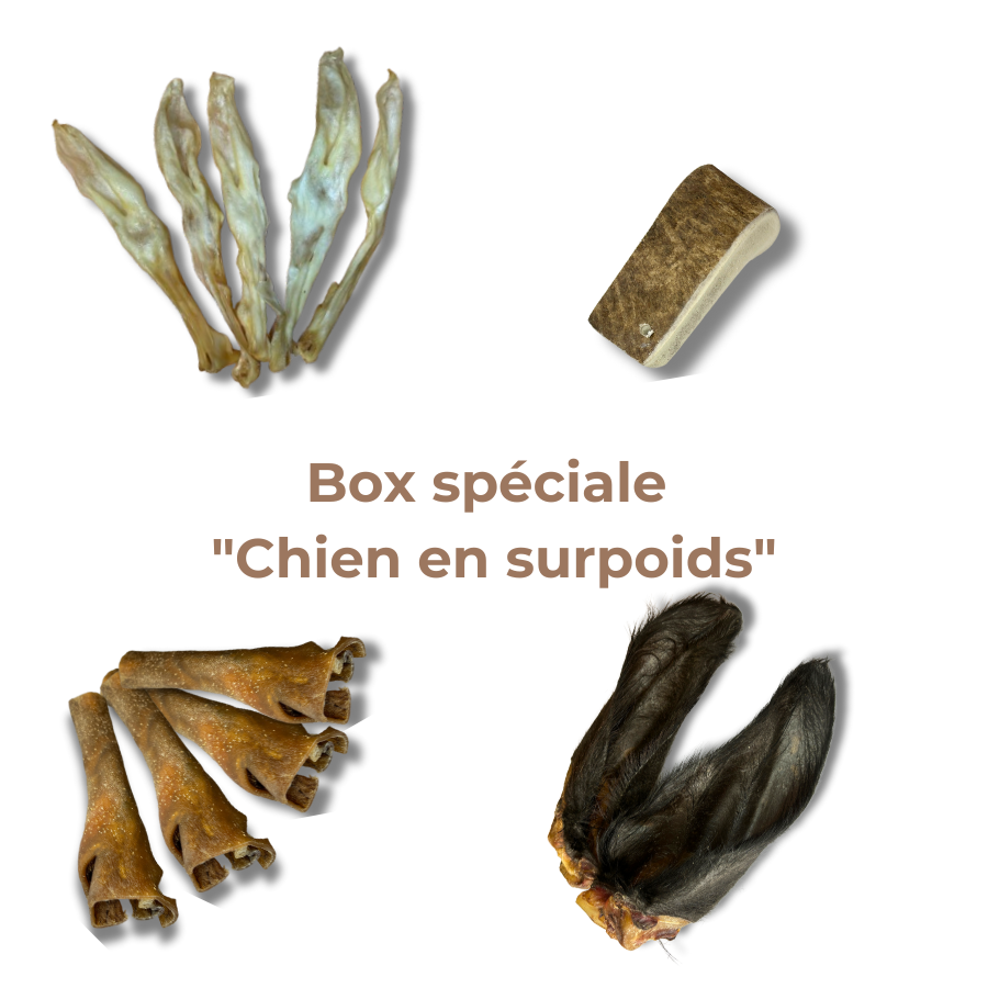 Box Spéciale "Chien en Surpoids"