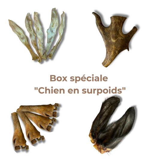 Box Spéciale "Chien en Surpoids"