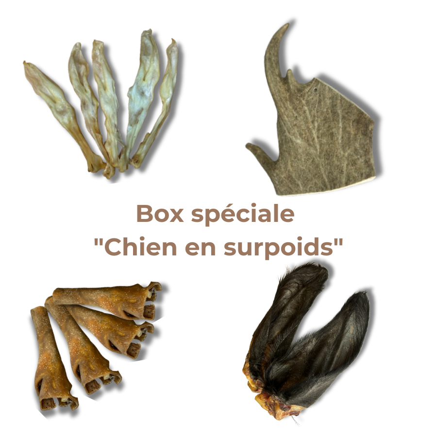 Box Spéciale "Chien en Surpoids"