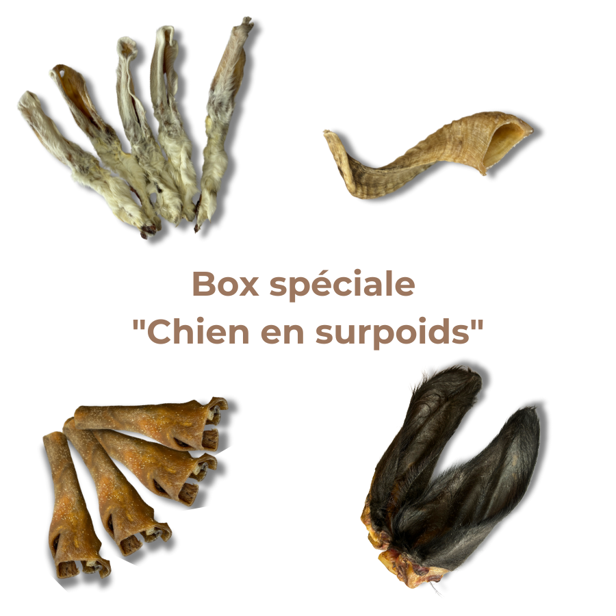 Box Spéciale "Chien en Surpoids"