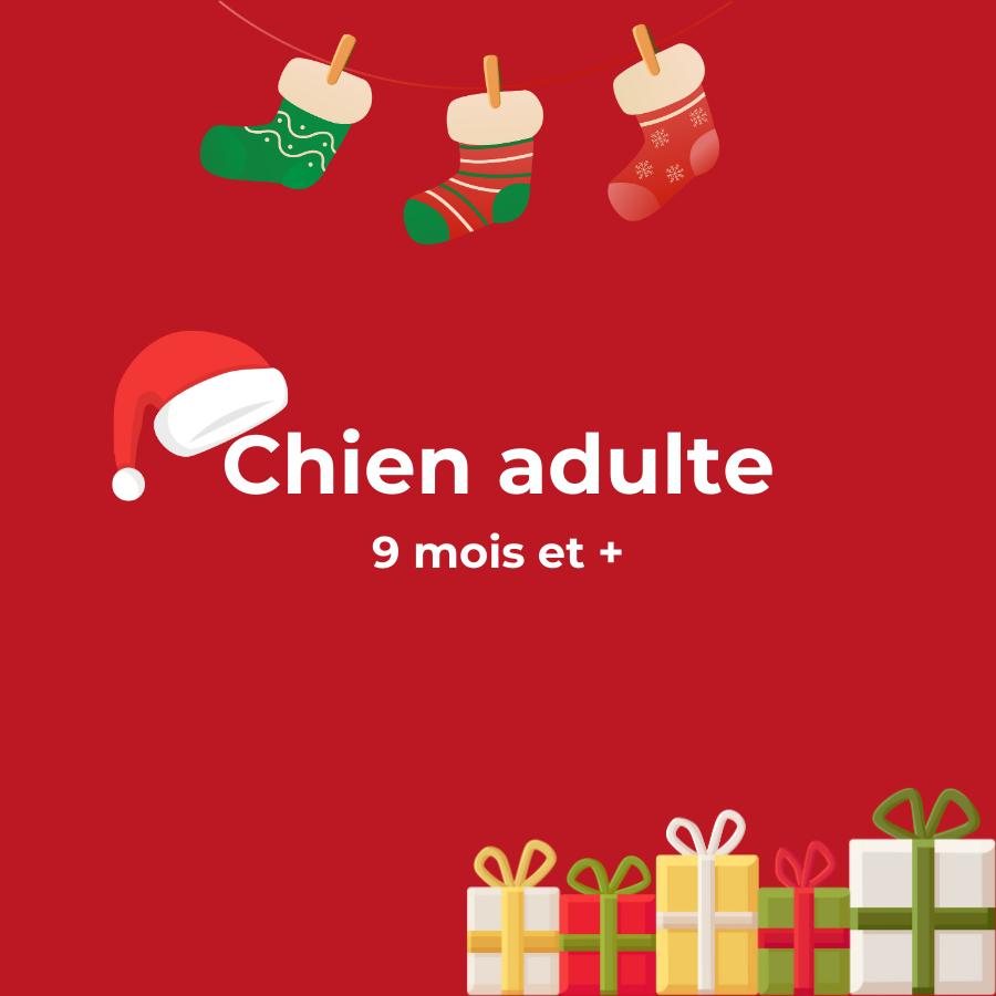 Box de Noël / Calendrier de l’Avent pour Chien adulte 🎄