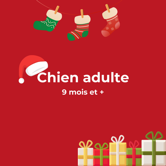 Box de Noël / Calendrier de l’Avent pour Chien adulte 🎄