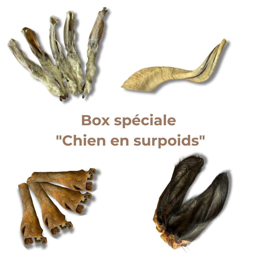 Box Spéciale "Chien en Surpoids"