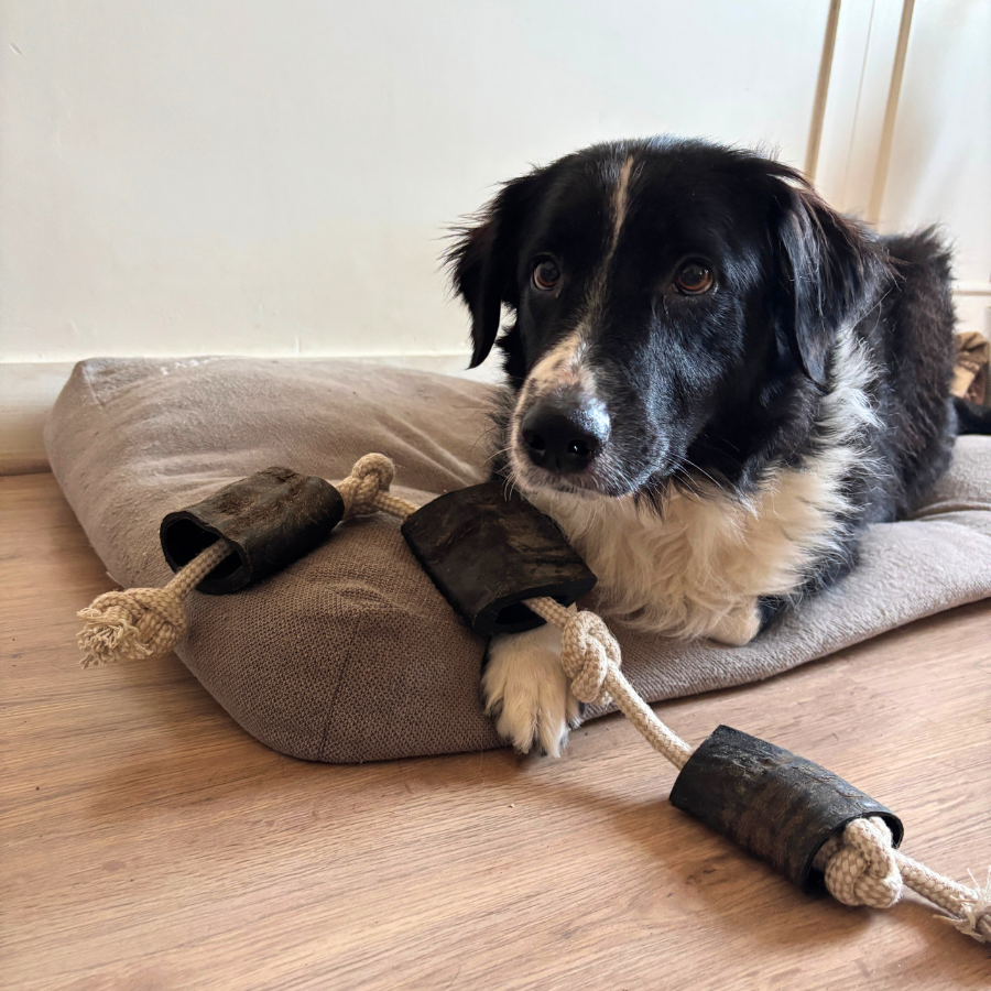 Box de Noël / Calendrier de l’Avent pour Chien adulte 🎄