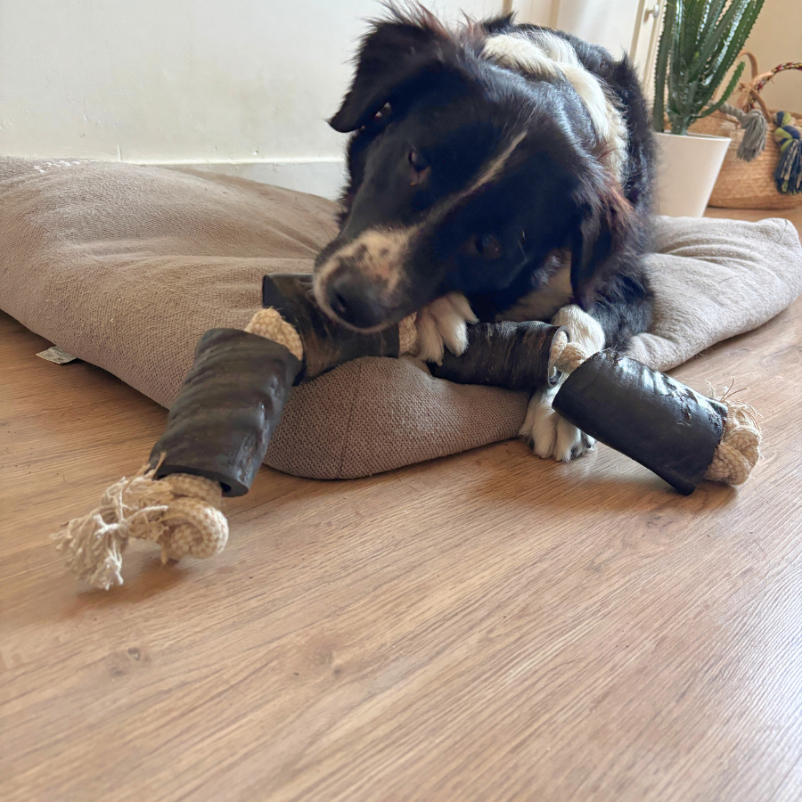 Box de Noël / Calendrier de l’Avent pour Chien adulte 🎄