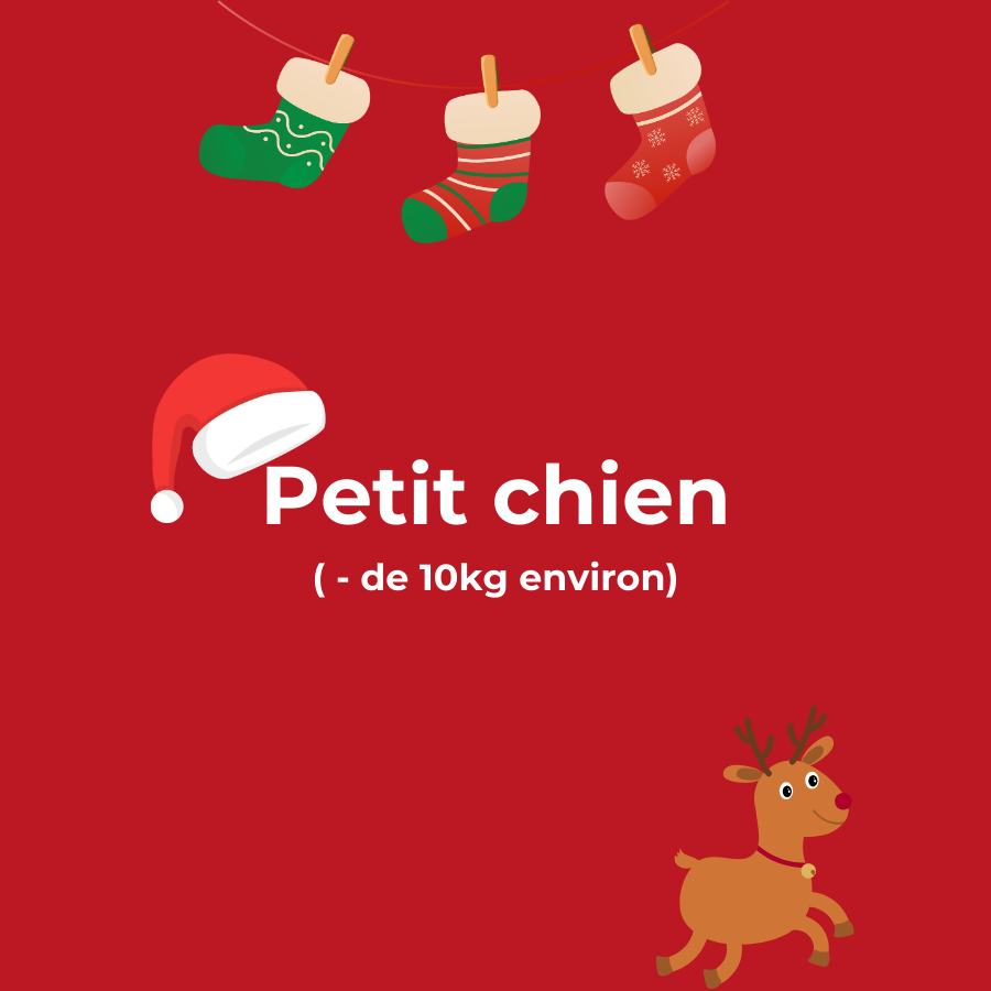 Box de Noël Spéciale Petit Chien 🎅🐾